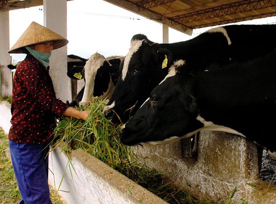 Dairy cattle bring economic values